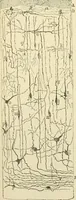 An illustration from Human physiology : prepared with special reference to students of medicine / by Joseph Howard Raymond. (1901)