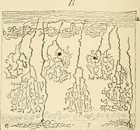 An illustration from Human physiology : prepared with special reference to students of medicine / by Joseph Howard Raymond. (1901)