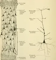 An illustration from Human physiology : prepared with special reference to students of medicine / by Joseph Howard Raymond. (1901)