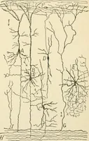 An illustration from Human physiology : prepared with special reference to students of medicine / by Joseph Howard Raymond. (1901)
