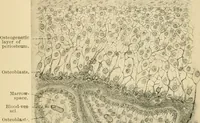An illustration from Human physiology : prepared with special reference to students of medicine / by Joseph Howard Raymond. (1901)