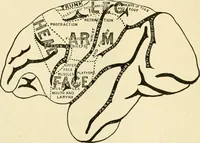 An illustration from Human physiology : prepared with special reference to students of medicine / by Joseph Howard Raymond. (1901)