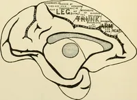 An illustration from Human physiology : prepared with special reference to students of medicine / by Joseph Howard Raymond. (1901)
