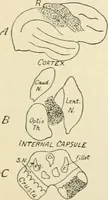 An illustration from Human physiology : prepared with special reference to students of medicine / by Joseph Howard Raymond. (1901)