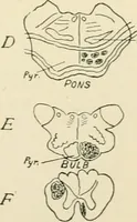 An illustration from Human physiology : prepared with special reference to students of medicine / by Joseph Howard Raymond. (1901)