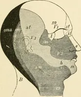 An illustration from Human physiology : prepared with special reference to students of medicine / by Joseph Howard Raymond. (1901)
