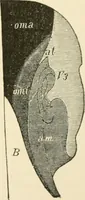 An illustration from Human physiology : prepared with special reference to students of medicine / by Joseph Howard Raymond. (1901)