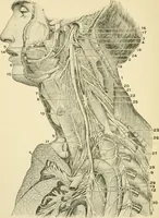 An illustration from Human physiology : prepared with special reference to students of medicine / by Joseph Howard Raymond. (1901)