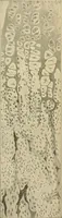 An illustration from Human physiology : prepared with special reference to students of medicine / by Joseph Howard Raymond. (1901)