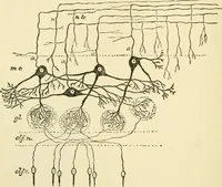 An illustration from Human physiology : prepared with special reference to students of medicine / by Joseph Howard Raymond. (1901)