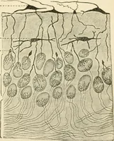An illustration from Human physiology : prepared with special reference to students of medicine / by Joseph Howard Raymond. (1901)