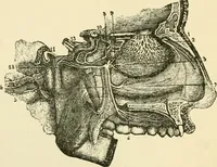 An illustration from Human physiology : prepared with special reference to students of medicine / by Joseph Howard Raymond. (1901)