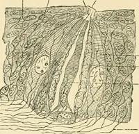 An illustration from Human physiology : prepared with special reference to students of medicine / by Joseph Howard Raymond. (1901)