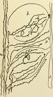 An illustration from Human physiology : prepared with special reference to students of medicine / by Joseph Howard Raymond. (1901)