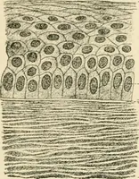 An illustration from Human physiology : prepared with special reference to students of medicine / by Joseph Howard Raymond. (1901)
