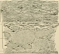 An illustration from Human physiology : prepared with special reference to students of medicine / by Joseph Howard Raymond. (1901)