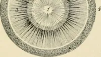 An illustration from Human physiology : prepared with special reference to students of medicine / by Joseph Howard Raymond. (1901)