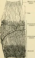An illustration from Human physiology : prepared with special reference to students of medicine / by Joseph Howard Raymond. (1901)