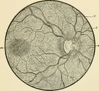 An illustration from Human physiology : prepared with special reference to students of medicine / by Joseph Howard Raymond. (1901)