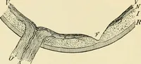 An illustration from Human physiology : prepared with special reference to students of medicine / by Joseph Howard Raymond. (1901)