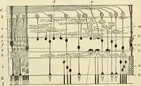 An illustration from Human physiology : prepared with special reference to students of medicine / by Joseph Howard Raymond. (1901)