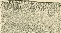 An illustration from Human physiology : prepared with special reference to students of medicine / by Joseph Howard Raymond. (1901)