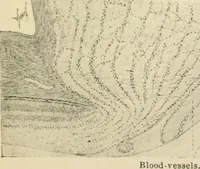 An illustration from Human physiology : prepared with special reference to students of medicine / by Joseph Howard Raymond. (1901)