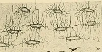 An illustration from Human physiology : prepared with special reference to students of medicine / by Joseph Howard Raymond. (1901)