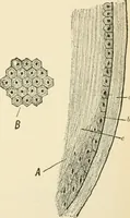 An illustration from Human physiology : prepared with special reference to students of medicine / by Joseph Howard Raymond. (1901)