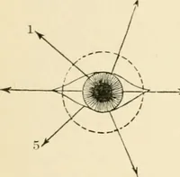 An illustration from Human physiology : prepared with special reference to students of medicine / by Joseph Howard Raymond. (1901)