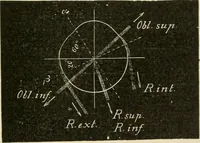 An illustration from Human physiology : prepared with special reference to students of medicine / by Joseph Howard Raymond. (1901)