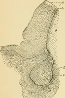 An illustration from Human physiology : prepared with special reference to students of medicine / by Joseph Howard Raymond. (1901)