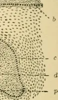 An illustration from Human physiology : prepared with special reference to students of medicine / by Joseph Howard Raymond. (1901)