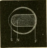 An illustration from Human physiology : prepared with special reference to students of medicine / by Joseph Howard Raymond. (1901)