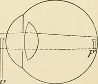 An illustration from Human physiology : prepared with special reference to students of medicine / by Joseph Howard Raymond. (1901)