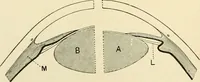 An illustration from Human physiology : prepared with special reference to students of medicine / by Joseph Howard Raymond. (1901)
