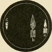 An illustration from Human physiology : prepared with special reference to students of medicine / by Joseph Howard Raymond. (1901)
