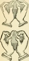 An illustration from Human physiology : prepared with special reference to students of medicine / by Joseph Howard Raymond. (1901)