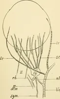 An illustration from Human physiology : prepared with special reference to students of medicine / by Joseph Howard Raymond. (1901)