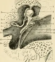 An illustration from Human physiology : prepared with special reference to students of medicine / by Joseph Howard Raymond. (1901)