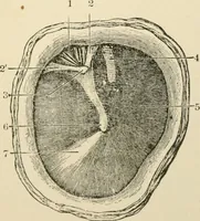 An illustration from Human physiology : prepared with special reference to students of medicine / by Joseph Howard Raymond. (1901)