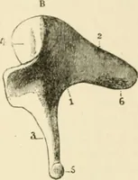 An illustration from Human physiology : prepared with special reference to students of medicine / by Joseph Howard Raymond. (1901)