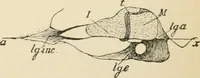 An illustration from Human physiology : prepared with special reference to students of medicine / by Joseph Howard Raymond. (1901)