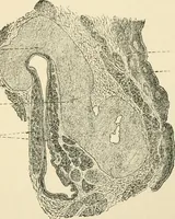 An illustration from Human physiology : prepared with special reference to students of medicine / by Joseph Howard Raymond. (1901)