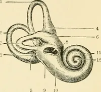An illustration from Human physiology : prepared with special reference to students of medicine / by Joseph Howard Raymond. (1901)