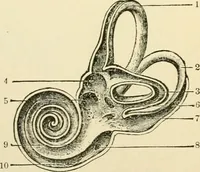 An illustration from Human physiology : prepared with special reference to students of medicine / by Joseph Howard Raymond. (1901)