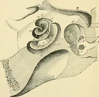 An illustration from Human physiology : prepared with special reference to students of medicine / by Joseph Howard Raymond. (1901)