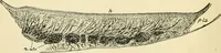 An illustration from Human physiology : prepared with special reference to students of medicine / by Joseph Howard Raymond. (1901)