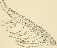 An illustration from Human physiology : prepared with special reference to students of medicine / by Joseph Howard Raymond. (1901)
