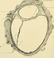 An illustration from Human physiology : prepared with special reference to students of medicine / by Joseph Howard Raymond. (1901)